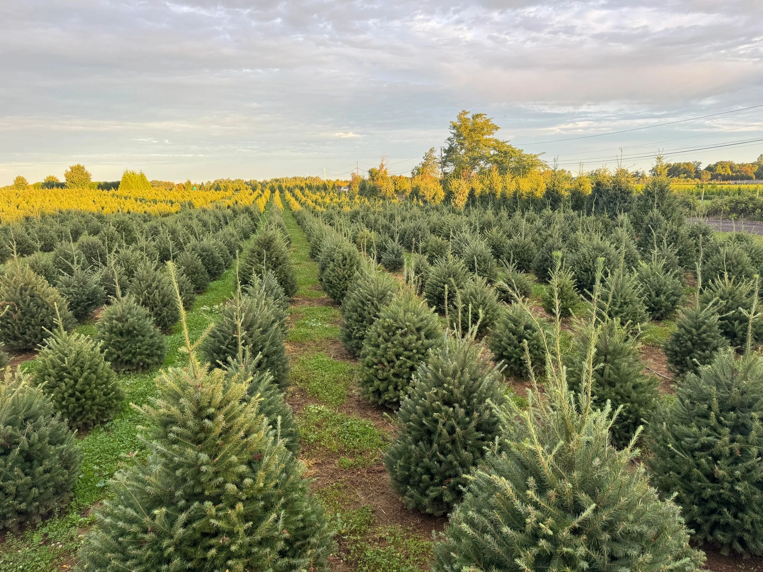 Rows of Christmas trees growing in the Zuhoski Farms field.