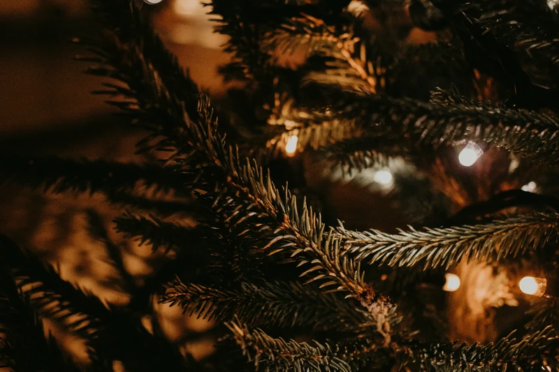 Warm Christmas lights glowing among evergreen needles and woody branches.